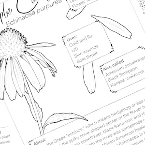 Malbuch für die Mundhygiene: Thymian, Salbei, Wegerich und mehr| digitaler Download