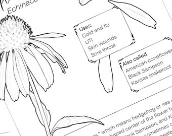 Herbal Coloring Book Pages for Oral Hygiene: Thyme, Sage, Plantain, and More| digital download