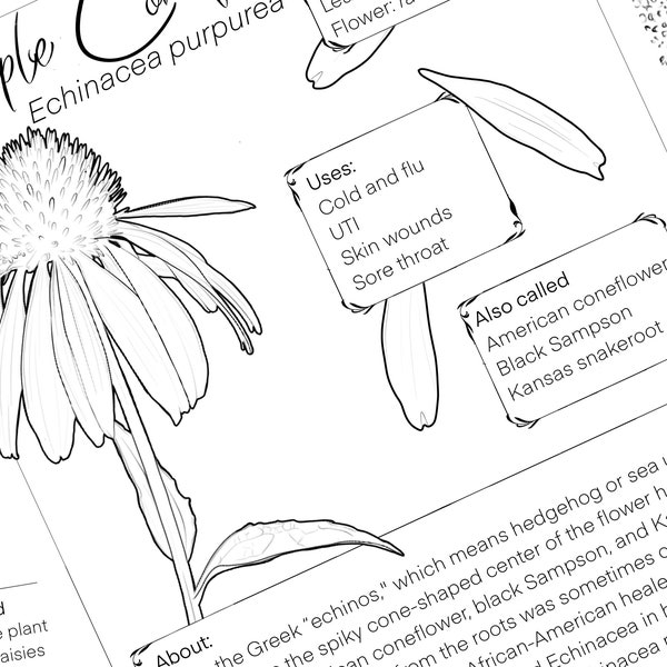 Herbal Coloring Book Pages for Oral Hygiene: Thyme, Sage, Plantain, and More| digital download