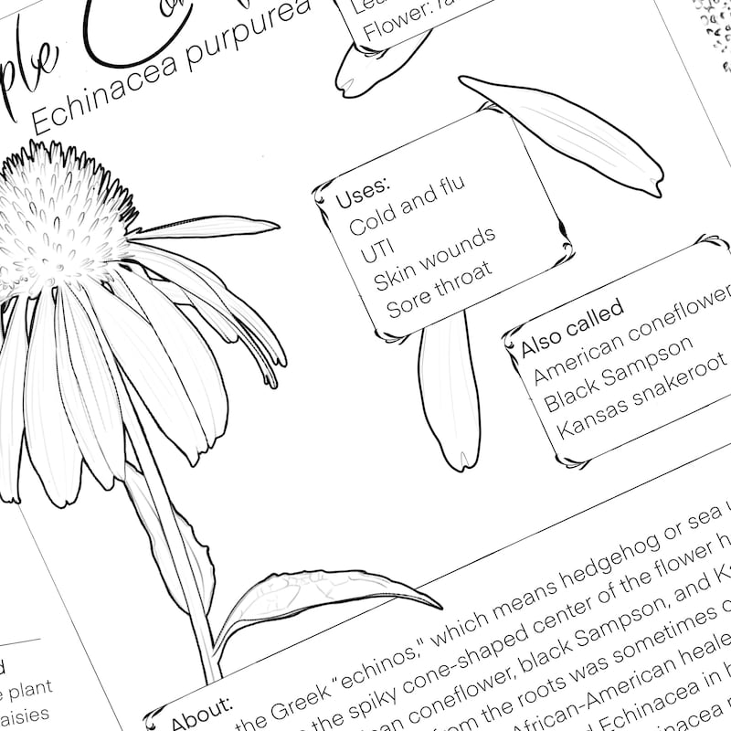 Botany Coloring Book - Etsy