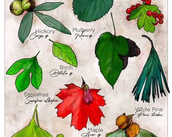 Edible Tree Leaves