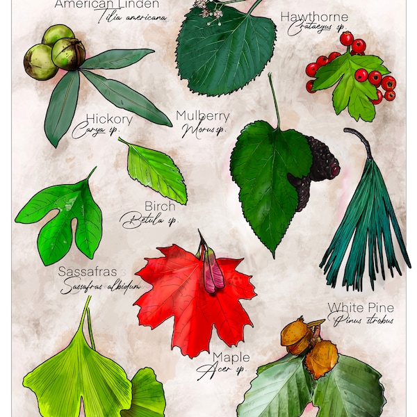 May include: Illustration of edible tree leaves, including American Linden, Hawthorn, Hickory, Mulberry, Birch, Sassafras, Maple, Ginkgo, White Pine, and Beech. The leaves are drawn in detail with their scientific names.