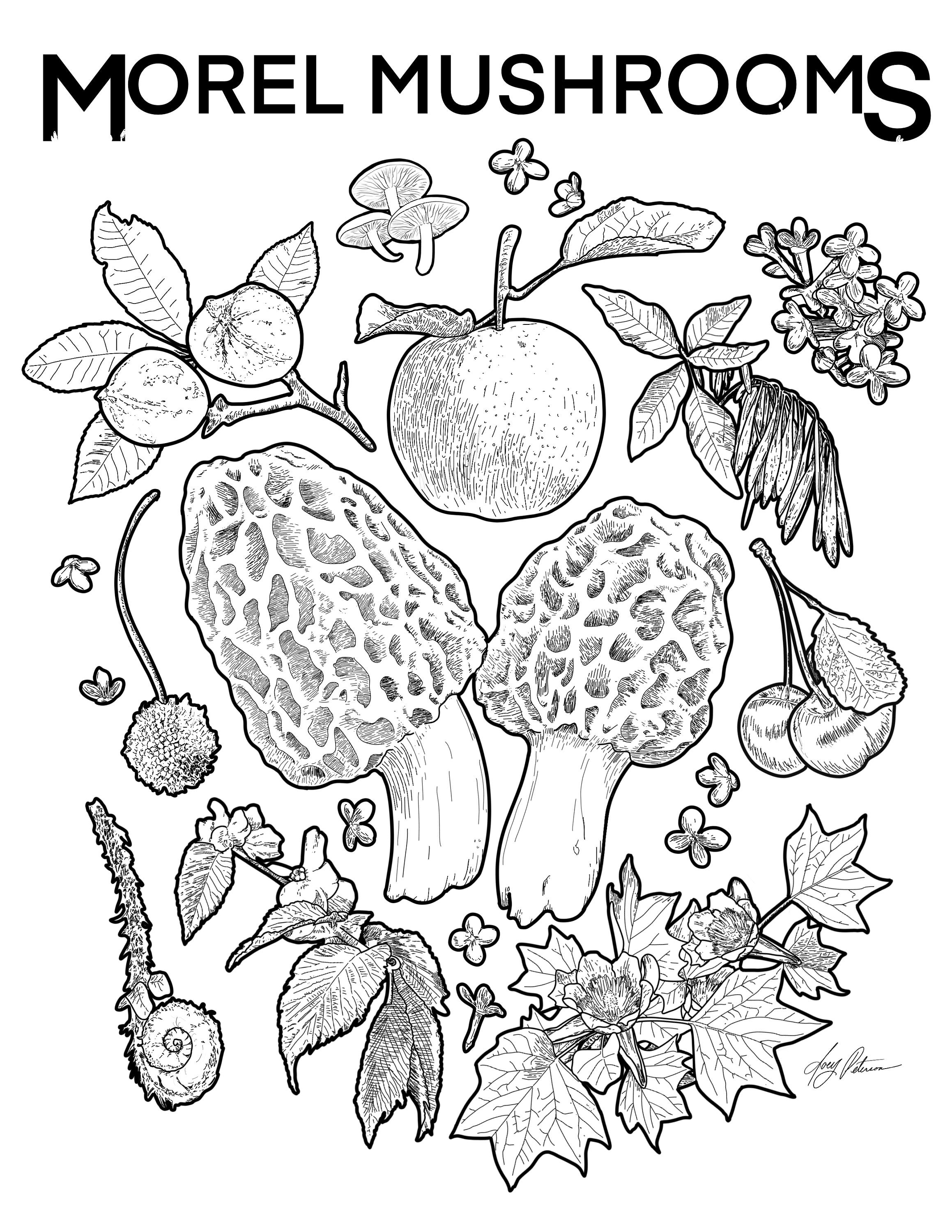 Morel Mushroom Foraging Guide Poster Illustration Etsy