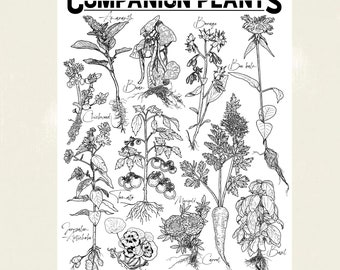 Tomato Companion plants poster