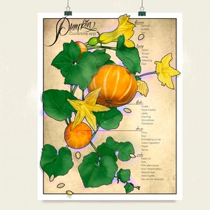 Pumpkin botanical illustration high quality print poster