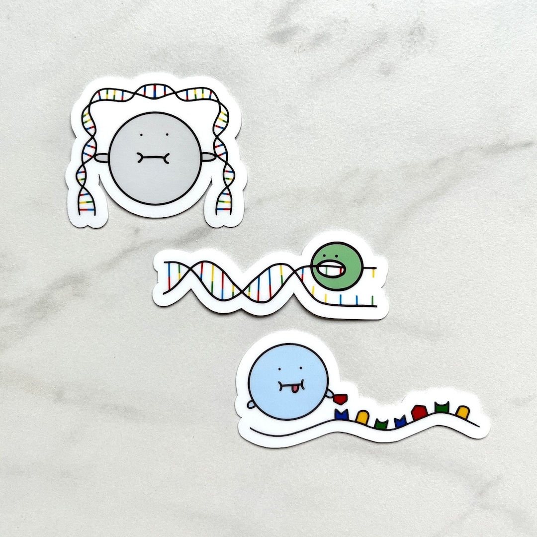 DNA Proteins Stickers Science Cell Biology Molecular Etsy
