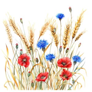 20 graanveldbloemen in de zomer. Bloeiende aquarel klaprozen, korenbloemen, graanoren. Afdrukbare clipartbundel. Hoge resolutie JPG.