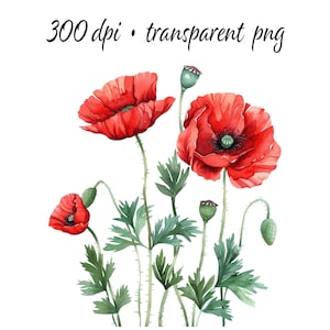 20 papaveri rossi separati. Papaveri acquerelli in fiore in estate. Pacchetto clipart stampabile. PNG trasparente