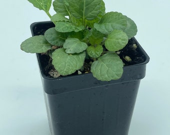 Dan Shen Sage ( Salvia miltiorrhiza ) In 3” Pot