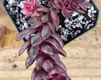 Lenopetalum Chocolate and Strawberries Variegated 3.5” Pot Ships Bare Root Very Healthy Live Succulent