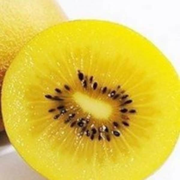 Organic GIGANT GOLD KIWI Seeds / 50 pc /  Super Sweet and Super Big - Free Shipping - Fresh and Natural Seeds - Budapest Market