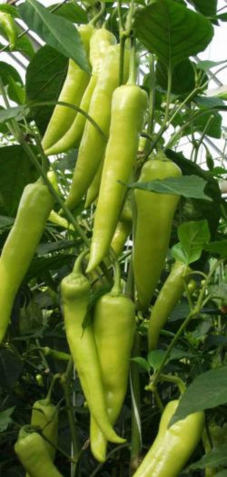 Fresh Organic Hot Long / Gigant GRÜNE PEPPERS 50 Stück Samen KOSTENLOSER Versand Fresh & Green Chili Peppers Seed Aus Ungarn Budapester Markt Bild 8