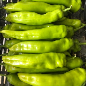 Fresh Organic Hot Long / Gigant GRÜNE PEPPERS 50 Stück Samen KOSTENLOSER Versand Fresh & Green Chili Peppers Seed Aus Ungarn Budapester Markt Bild 4