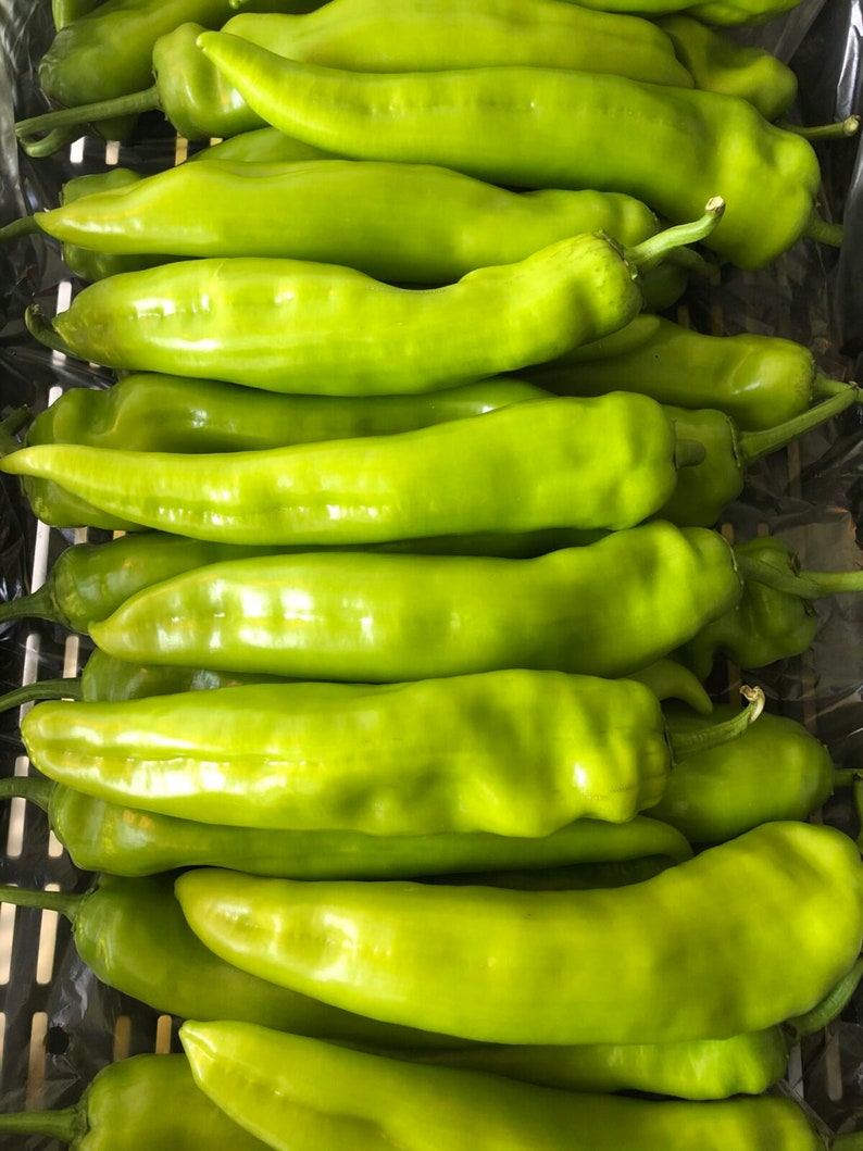 Fresh Organic Hot Long / Gigant GRÜNE PEPPERS 50 Stück Samen KOSTENLOSER Versand Fresh & Green Chili Peppers Seed Aus Ungarn Budapester Markt Bild 4