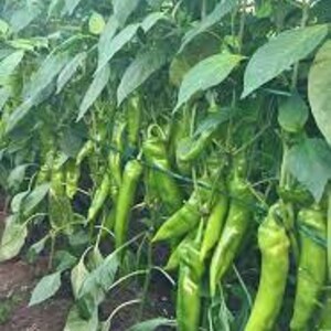 Fresh Organic Hot Long / Gigant GRÜNE PEPPERS 50 Stück Samen KOSTENLOSER Versand Fresh & Green Chili Peppers Seed Aus Ungarn Budapester Markt Bild 6