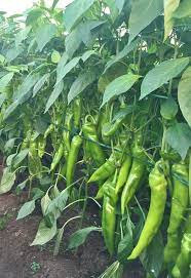 Fresh Organic Hot Long / Gigant GRÜNE PEPPERS 50 Stück Samen KOSTENLOSER Versand Fresh & Green Chili Peppers Seed Aus Ungarn Budapester Markt Bild 6