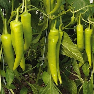 Fresh Organic Hot Long / Gigant GRÜNE PEPPERS 50 Stück Samen KOSTENLOSER Versand Fresh & Green Chili Peppers Seed Aus Ungarn Budapester Markt Bild 1