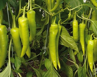 Fresh Organic Hot Long / Gigant GRÜNE PEPPERS 50 Stück Samen - KOSTENLOSER Versand Fresh & Green Chili Peppers Seed - Aus Ungarn - Budapester Markt