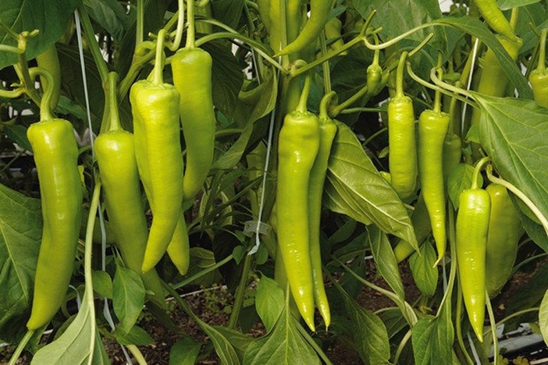 Fresh Organic Hot Long / Gigant GRÜNE PEPPERS 50 Stück Samen KOSTENLOSER Versand Fresh & Green Chili Peppers Seed Aus Ungarn Budapester Markt Bild 1