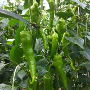 Fresh Organic Hot Long / Gigant GRÜNE PEPPERS 50 Stück Samen KOSTENLOSER Versand Fresh & Green Chili Peppers Seed Aus Ungarn Budapester Markt Bild 7