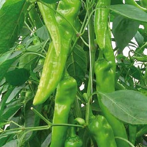 Fresh Organic Hot Long / Gigant GRÜNE PEPPERS 50 Stück Samen KOSTENLOSER Versand Fresh & Green Chili Peppers Seed Aus Ungarn Budapester Markt Bild 5