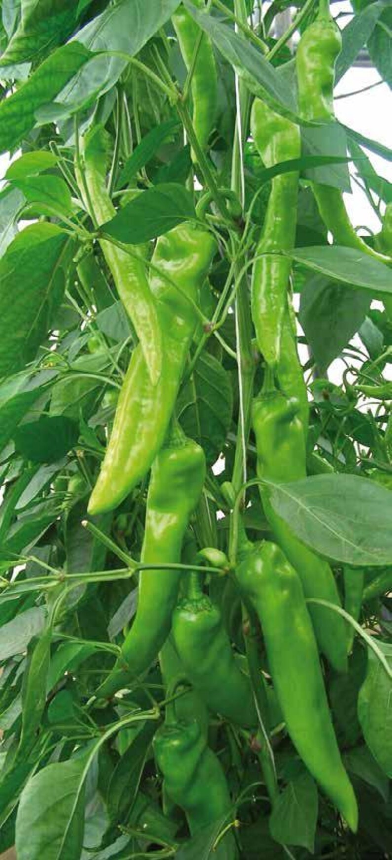 Fresh Organic Hot Long / Gigant GRÜNE PEPPERS 50 Stück Samen KOSTENLOSER Versand Fresh & Green Chili Peppers Seed Aus Ungarn Budapester Markt Bild 5