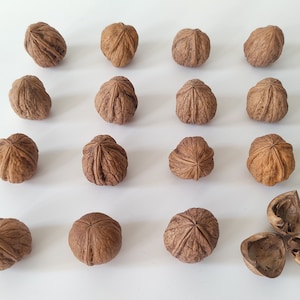 TRIPLE SHELL WALNUTS 1 -1 pc  Walnuts for Planting / Rare Nut