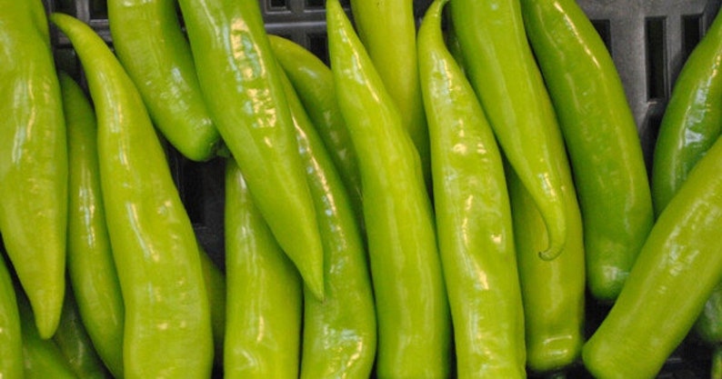 Fresh Organic Hot Long / Gigant GRÜNE PEPPERS 50 Stück Samen KOSTENLOSER Versand Fresh & Green Chili Peppers Seed Aus Ungarn Budapester Markt Bild 10