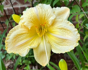 Daylily Live Plant Hemerocallis