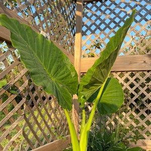 Calidora Elephant Ear Giant Persian Palm,  Live Plant Bulb