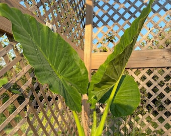 Upright Elephant Ear Bulb (Alocasia) – Tropical Statement Plant