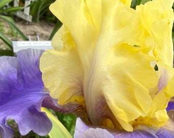 Lavender & Lemon Ruffled Bearded Iris  1 Live Fan