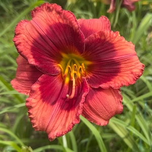 May include: A daylily flower with six ruffled petals in shades of deep red and orange, featuring a prominent dark red center and a bright yellow throat with yellow stamens, surrounded by long green leaves and several unopened flower buds.