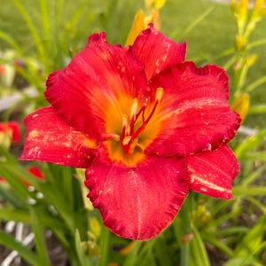 May include: A vibrant daylily flower featuring six wide, ruffled petals in a deep red hue with a prominent golden-yellow throat. The flower has long, slender green leaves and thin stamens extending from the center, showcasing a bold contrast.