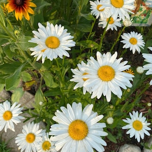Shasta Daisy Seed Pack 100 Count