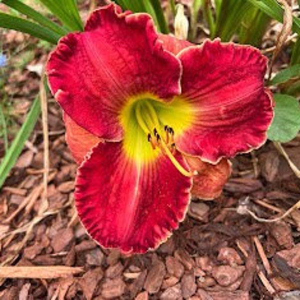 Daylily Live Plant Hemerocallis