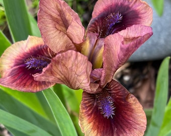 Dwarf Bearded Iris Live Plant - Petite Perennial