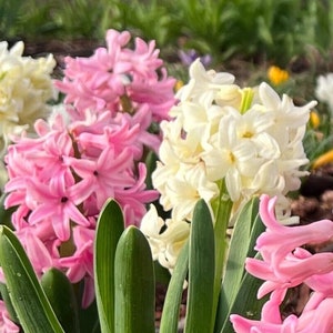 Hyacinth Mix Color 3  Bulb Pack