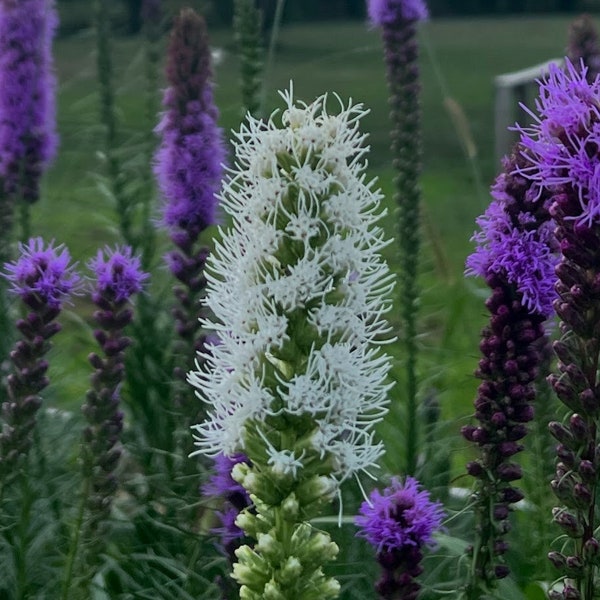 White Blazing Star, Live Plant Bulb, Liatris Spicata, Floristan White