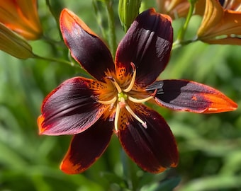 Forever Susan Lily Bulb – Deep Burgundy & Fiery Orange