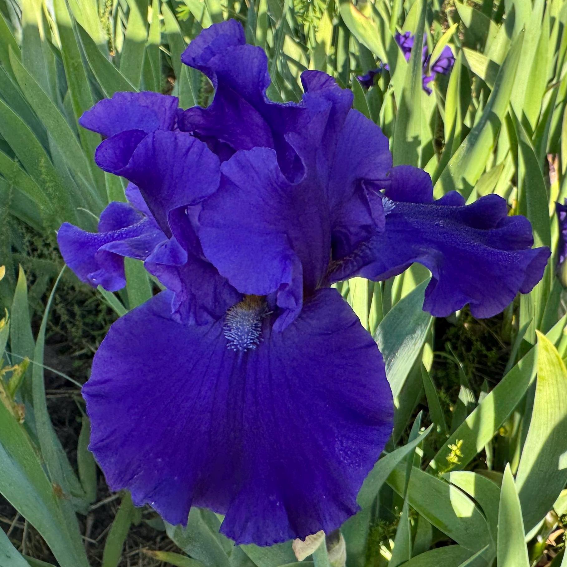 Deep Royal Purple Bearded Iris - 1 Li...