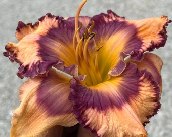 Daylily ‘Royal Bones’ – Live Hemerocallis Plant – Collector Variety