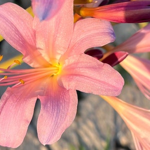 May include: A close-up of a pink lily flower with yellow pollen and a light purple hue. The flower is in focus, while the background is blurred.