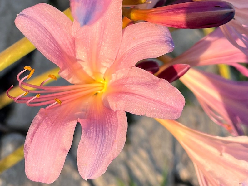May include: A close-up of a pink lily flower with yellow pollen and a light purple hue. The flower is in focus, while the background is blurred.