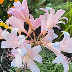 May include: Pink and white flowers with water droplets on the petals. The flowers have a delicate, almost translucent appearance.