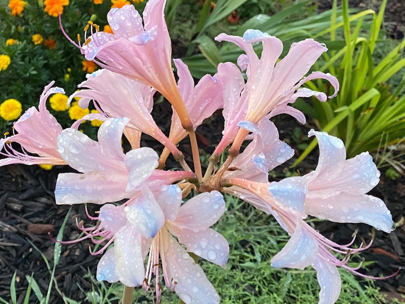 May include: Pink and white flowers with water droplets on the petals. The flowers have a delicate, almost translucent appearance.