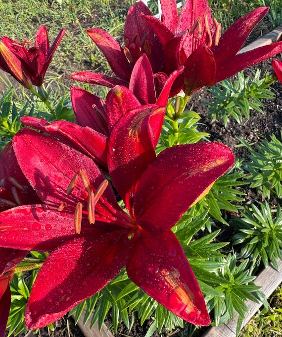 aglaonema osaka Spring Snow Chinese Evergreen - 6" Pot