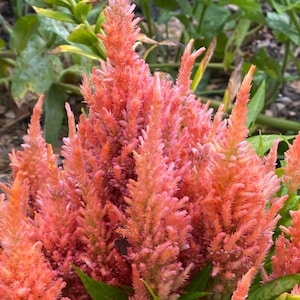 Plume Celosia Cockscomb 100+ Count Color Variety Seed
