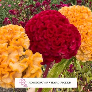 May include: Close-up of three large, textured cockscomb flowers in shades of red and yellow. The flowers are in front of a background of green foliage and other flowers. The text "HOMEGROWN • HAND PICKED" is at the bottom.