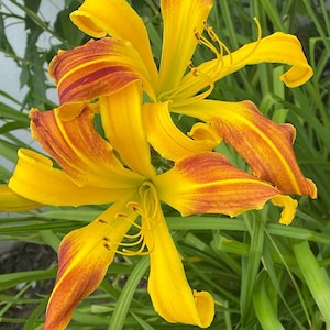2 Rain Lily Bulbs TW91030-28 - Etsy